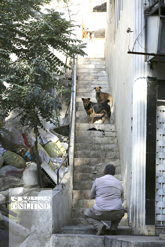 ۶ ساعت تعقیب و گریز نفس‌گیر با سگ‌های ولگرد پایتخت | آنچه از جزئیات و پشت‌پرده فعالیت تیم‌های زنده‌گیری حیوانات در تهران نمی‌دانید