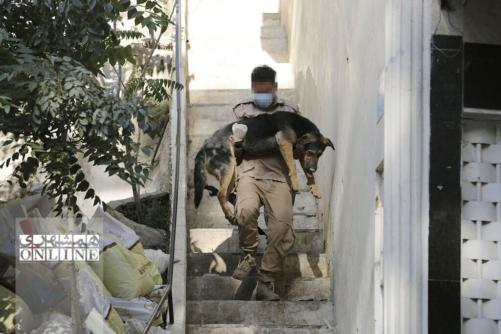 ۶ ساعت تعقیب و گریز نفسگیر با سگهای ولگرد پایتخت | آنچه از جزئیات و پشتپرده فعالیت تیمهای زندهگیری حیوانات در تهران نمیدانید