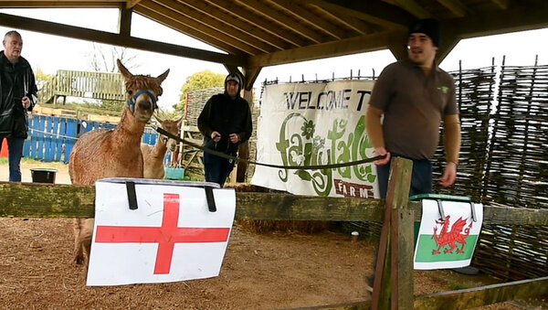 عکس | پیشگوی باهوش نتیجه ایران - انگلیس را مشخص کرد | غافلگیری بزرگ رقیب قدرتمند برابر شاگردان کی روش!
