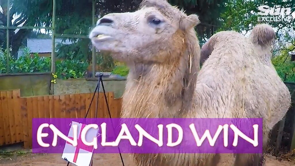 تصاویر | پیشگویی یک شتر از برنده بازی ایران و انگلیس | خبر بد برای میزبان جام جهانی ۲۰۲۲