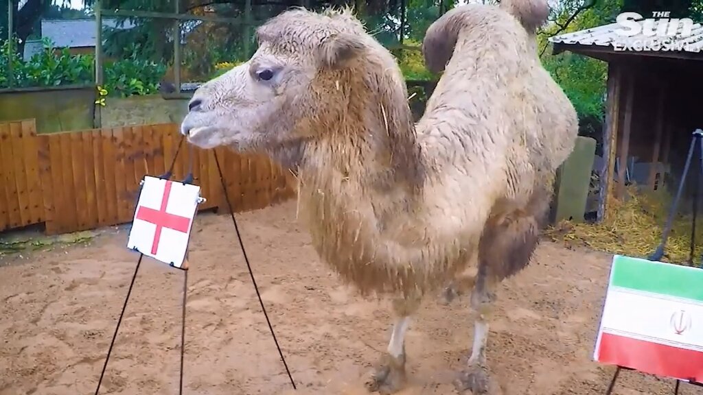 تصاویر | پیشگویی یک شتر از برنده بازی ایران و انگلیس | خبر بد برای میزبان جام جهانی ۲۰۲۲