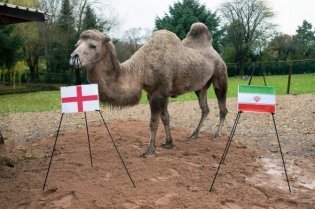تصاویر | پیشگویی یک شتر از برنده بازی ایران و انگلیس | خبر بد برای میزبان جام جهانی ۲۰۲۲ 