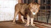 ورود دادستانی به حاشیه‌های باغ وحش ساری | شیرها و خرس نحیف باغ وحش در حال درمان بودند؟