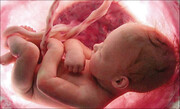 استرداد جنین ممنوع | مخالفان و موافقان چه نظری درباره لایحه اهدای جنین دارند؟