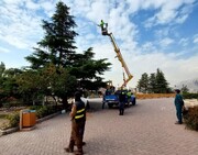 درختان منحصربه‌فرد موزه دارآباد سمپاشی شدند