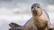 خطر انقراض تنها پستاندار دریای خزر | فقط ۷۰ هزار فک‌ خزری باقی مانده است!
