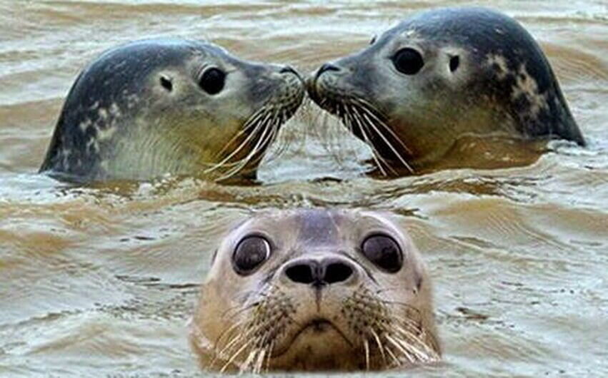 خطر انقراض تنها پستاندار دریای خزر | فقط ۷۰ هزار فک خزری باقی مانده است!