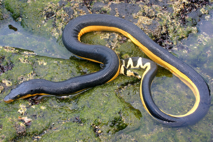 ایران، محل زندگی سمّیترین مارهای دنیا | خطرناکترین مارهای دنیا در کدام شهر ایران هستند؟