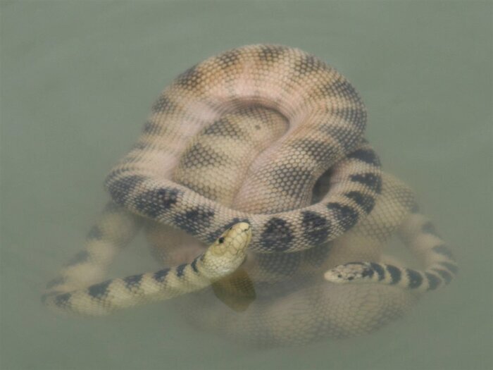 ایران، محل زندگی سمّیترین مارهای دنیا | خطرناکترین مارهای دنیا در کدام شهر ایران هستند؟