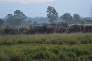 تصاویری دیدنی از هجوم فیل‌های وحشی به یک روستا در هند