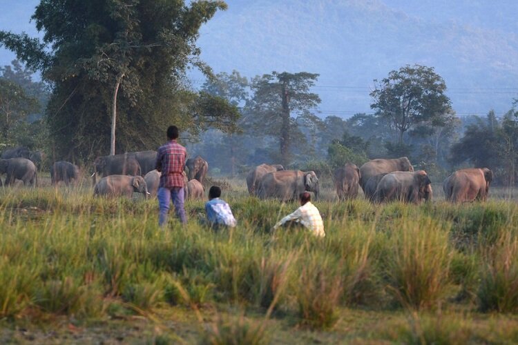 تصاویری دیدنی از هجوم فیل‌های وحشی به یک روستا در هند