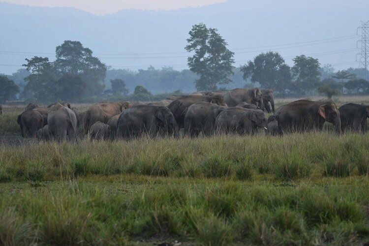 حمله فیل های وحشی به یک روستا در هند