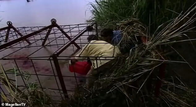 تصاویر تمساح غول پیکری که ۳۰۰ نفر را خورده است! | هیولای آدمخوار را ببینید