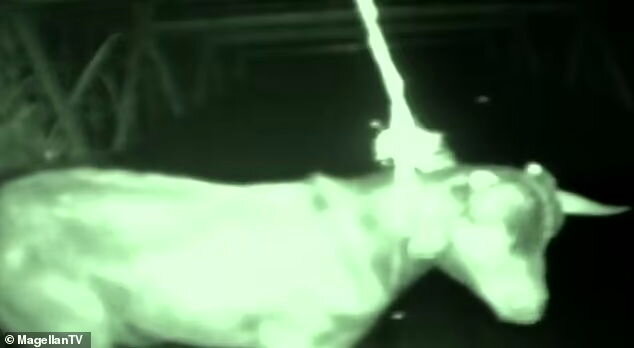 تصاویر تمساح غول پیکری که ۳۰۰ نفر را خورده است! | هیولای آدمخوار را ببینید