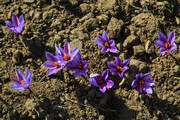 برداشت زعفران از بوستان شقایق مهر | آموزش کاشت زعفران‌ در خانه