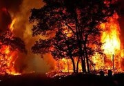 عکس ا ۴۰ هکتار اراضی جنگلی  رودبار طعمه آتش شد