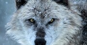 نقش عجیب انگل گربه خانگی در زندگی گرگ‌های خاکستری | تاثیراتی که دست کم گرفته شدند