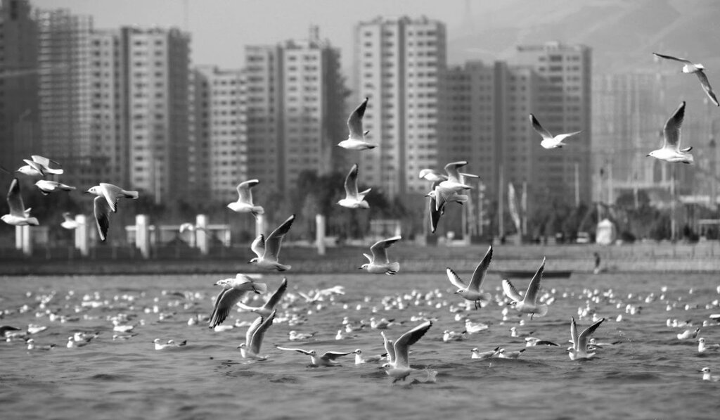 تصاویر | دریاچه شهدای خلیج فارس با کاکاییها سفیدپوش شد