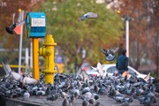 عکس | پرواز کبوترهای شمرونی بر فراز قدیمی‌ترین میدان تهران