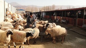 فروش گوسفند با کارت ملی صحت دارد؟