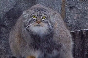 ببینید | واکنش جالب گربه سان در حال انقراض به زمستان | وضعیت این گربه را در باغ وحش مسکو ببینید