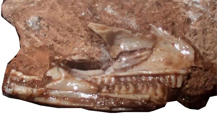 فسیل قصاب کوچک باورهای دانشمندان را به کلی زیر و رو کرد