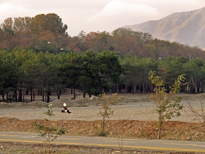 از قوچ مینیاتوری تا افعی شاخدار در غربیترین منطقه تهران