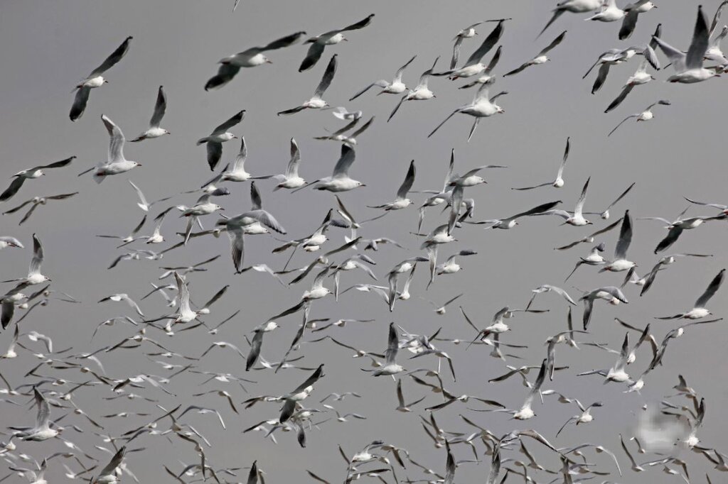 از قوچ مینیاتوری تا افعی شاخدار در غربیترین منطقه تهران