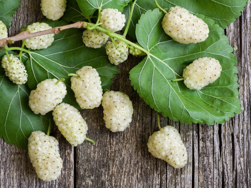mulberry - توت سفید - میوه خوشمزه