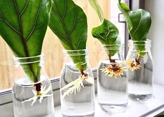 ببینید | گیاه آپارتمانی پرطرفدار که برگهایش شبیه ویولون است | طرز نگهداری و تکثیر فیکوس لیراتا | مشکلات فیکوس آفریقایی را بشناسید