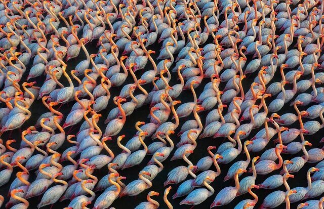 تصاویر| عکاس ایرانی در میان برترین عکاسان محیط زیست