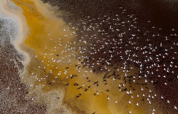 تصاویر| عکاس ایرانی در میان برترین عکاسان محیط زیست