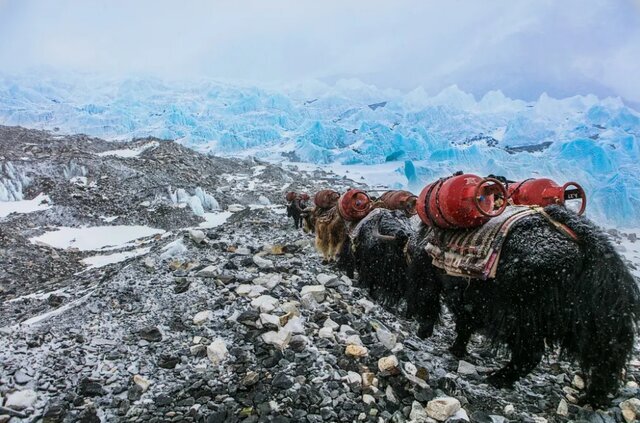 تصاویر| عکاس ایرانی در میان برترین عکاسان محیط زیست