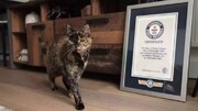 تصویر پیرترین گربه جهان ؛ گربه‌ای که نامش در گینس ثبت شد