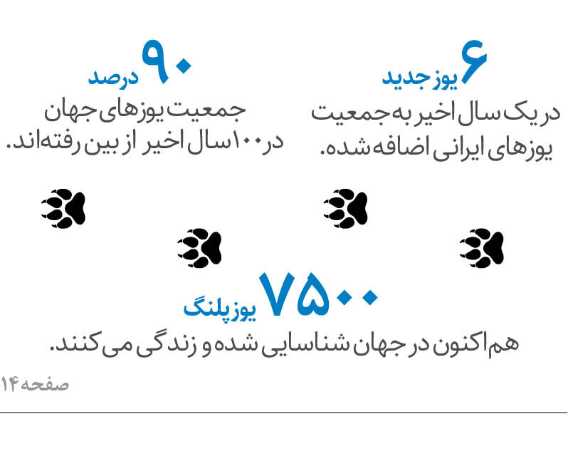 افزایش جمعیت یوزهای آسیایی ایران | حال دو تولهیوز تازهمتولدشده چطور است؟