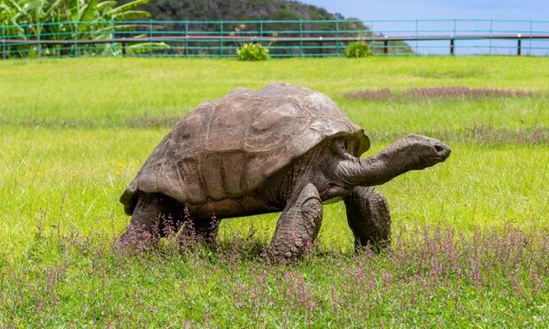تصاویر پیرترین جانور زنده روی زمین | چهره‌ پرچین و چروک لاک‌پشت ۱۹۰ ساله را ببینید