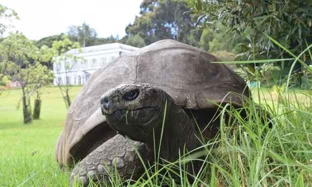 تصاویر پیرترین جانور زنده روی زمین | چهره‌ پرچین و چروک لاک‌پشت ۱۹۰ ساله را ببینید