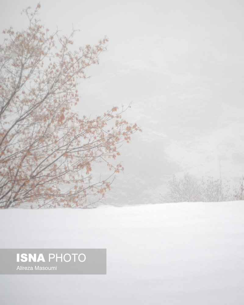 تصاویر اولین بارش برف در پایتخت | تهران روسفید شد