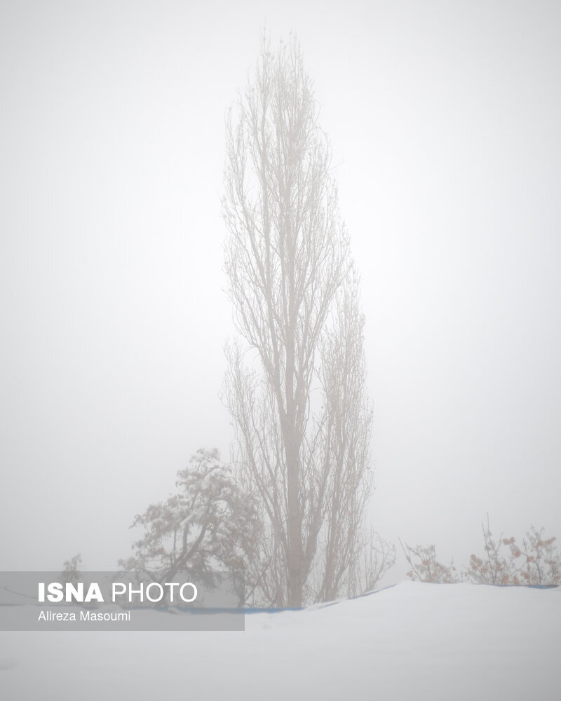 تصاویر اولین بارش برف در پایتخت | تهران روسفید شد