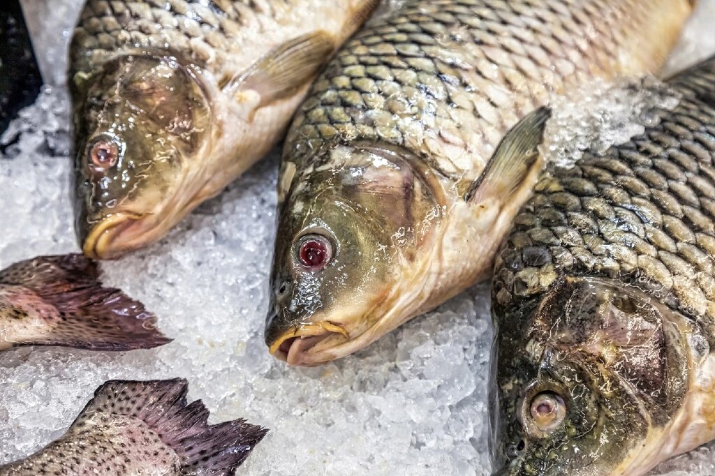 روش تشخیص ماهی سالم - fish - sea food - غذای دریایی - ماهی