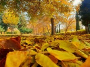 تصاویر | پاییز هزار رنگ پایتخت را از دست ندهید