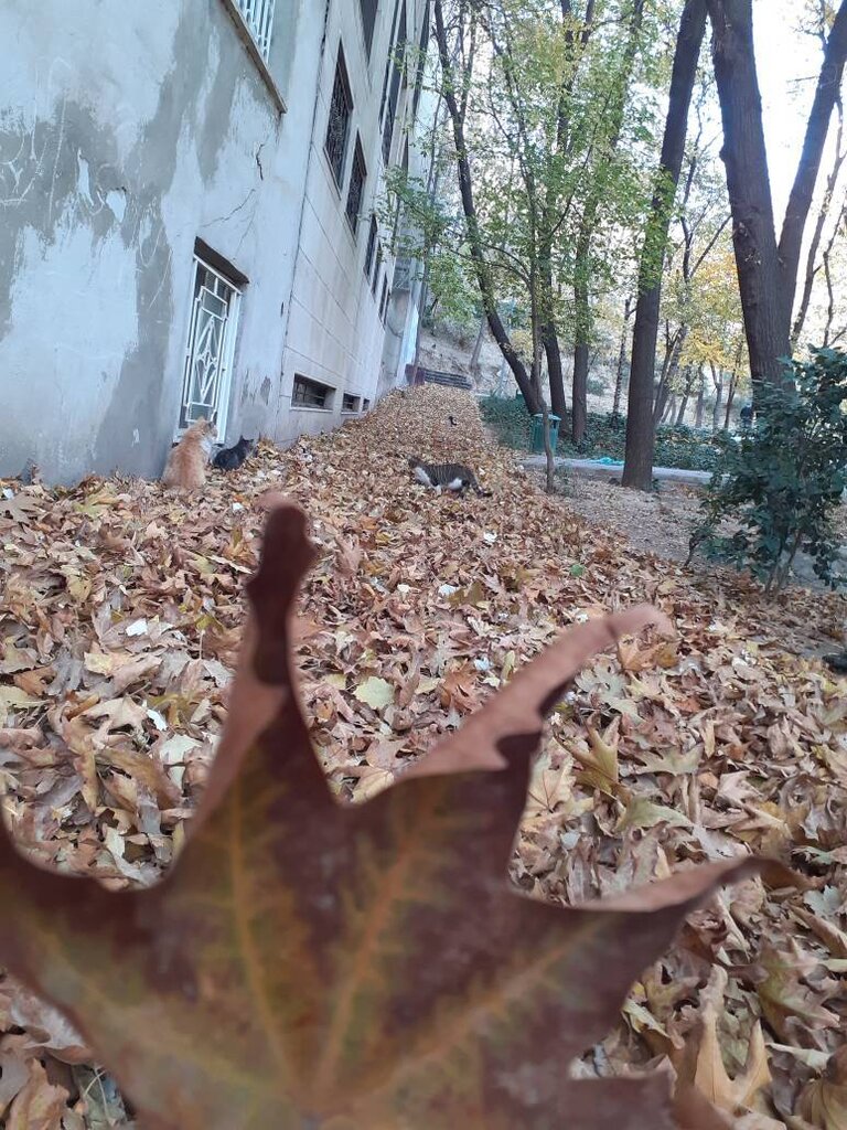 تصاویر | پاییز هزار رنگ پایتخت را از دست ندهید