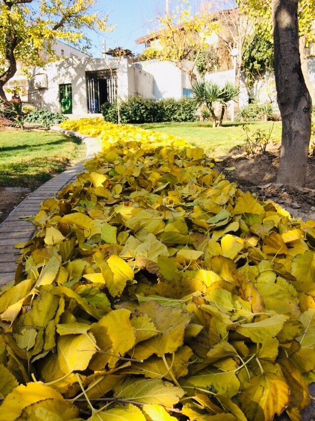 تصاویر | پاییز هزار رنگ پایتخت را از دست ندهید