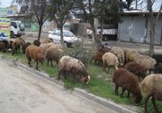 ببینید | چرای گوسفندان در فضای سبز یک شهر