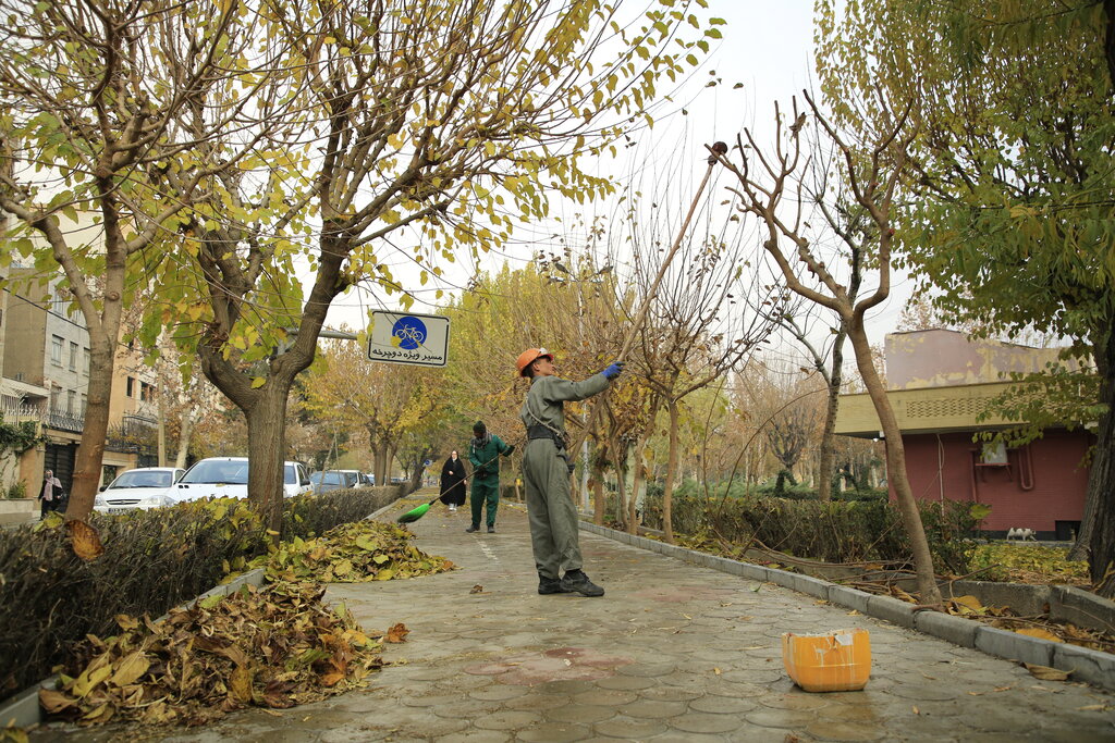 هرس درخت - تهران
