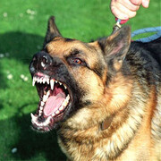 فیلم/ حمله شش سگ ولگرد در اصفهان به یک شهروند