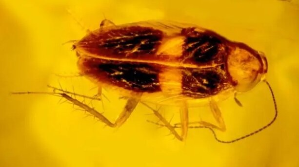 تصاویر | کشف سوسک ۳۰ میلیون ساله که در کهربا گرفتار شده است | مشاهده اسپرمهای زنده در داخل این فسیل