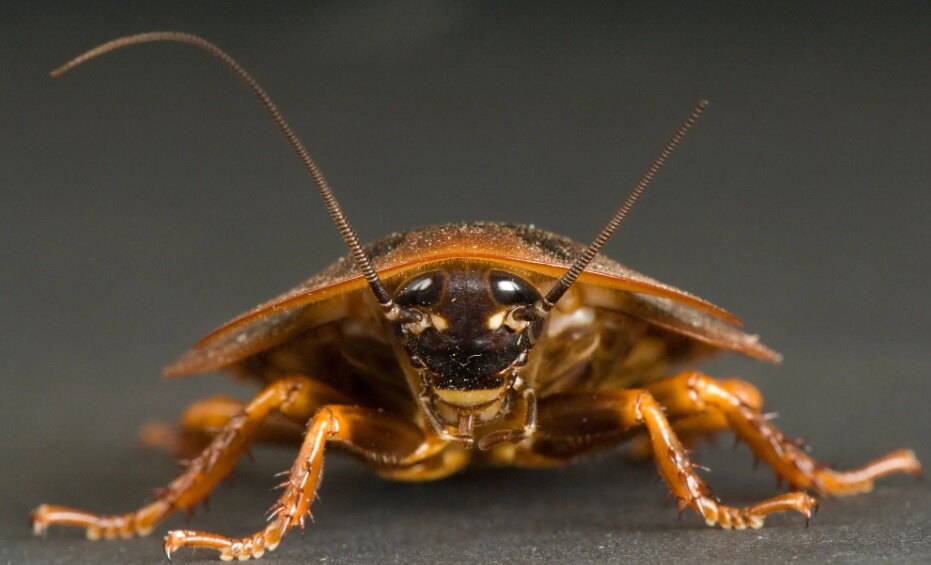 تصاویر سوسک ۳۰ میلیون ساله گرفتار شده در کهربا