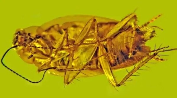 تصاویر | کشف سوسک ۳۰ میلیون ساله که در کهربا گرفتار شده است | مشاهده اسپرمهای زنده در داخل این فسیل