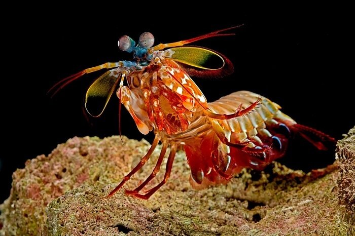 تصاویر عجیب‌ترین موجودات زنده روی زمین | از جربوآ گوش دراز تا مورچه مخملی